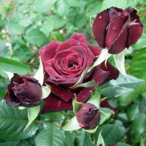 Саджанці Чорна Королева (Бордова) плетисті троянди. Photo 2